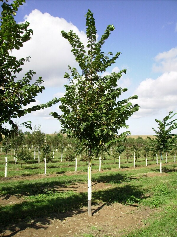 Вяз Вада (Ulmus 'Vada')