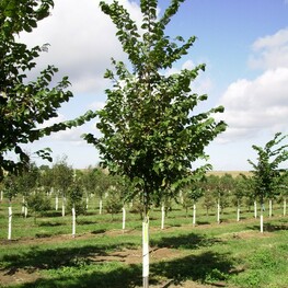 Вяз Вада (Ulmus 'Vada')