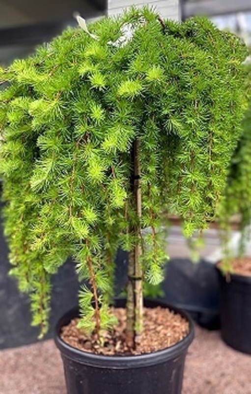 Лиственница европейская Джулианс Уипер (Larix decidua 'Julian's Weeper')