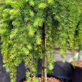 Лиственница европейская Джулианс Уипер (Larix decidua 'Julian's Weeper')