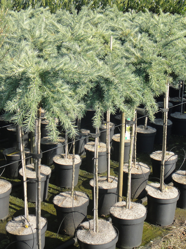 Лиственница японская Грей Перл (Larix kaempferi 'Grey Pearl')