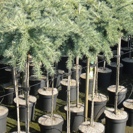 Лиственница японская Грей Перл (Larix kaempferi 'Grey Pearl')