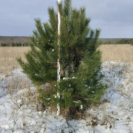 Сосна крымская (Pinus nigra subsp. pallasiana)
