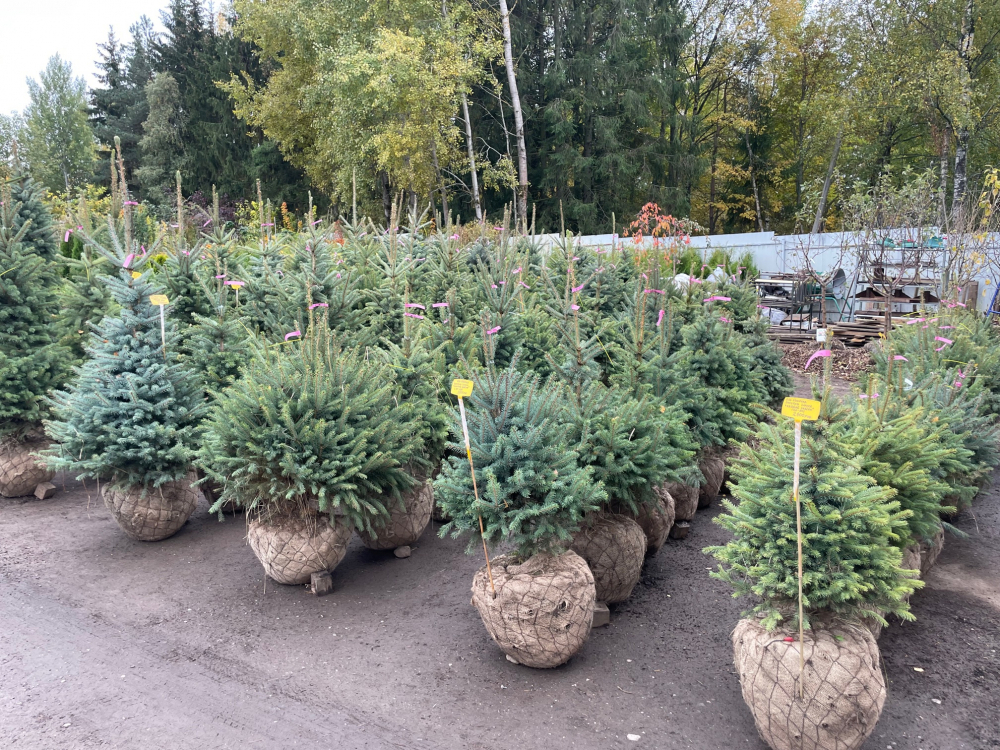 Ель колючая (Picea pungens)