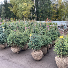 Ель колючая (Picea pungens)