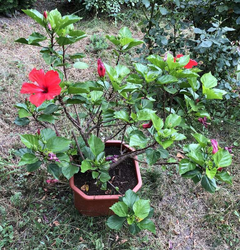 Гибискус (Hibiscus)