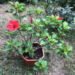 Гибискус (Hibiscus)