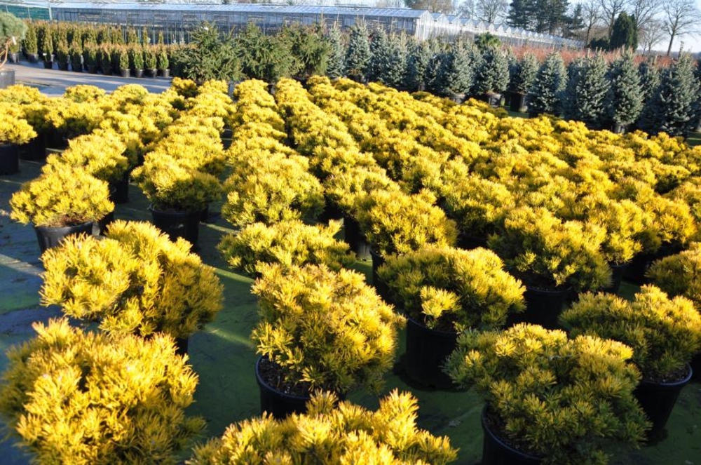 Сосна горная Офир (Pinus mugo 'Ophir')