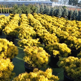 Сосна горная Офир (Pinus mugo 'Ophir')