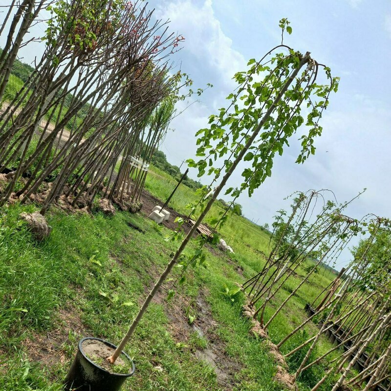 Шелковица Пендула (Morus alba 'Pendula')