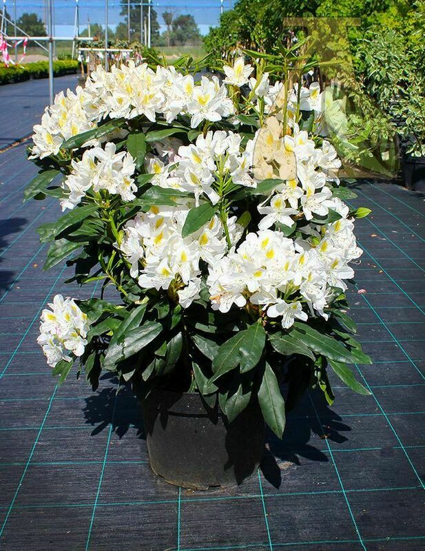 Рододендрон Мадам Массон (Rhododendron 'Madam Masson')