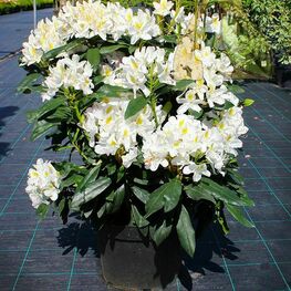 Рододендрон Мадам Массон (Rhododendron 'Madam Masson')
