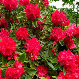 Рододендрон Маркитас Прайз (Rhododendron 'Markeetas Prize')