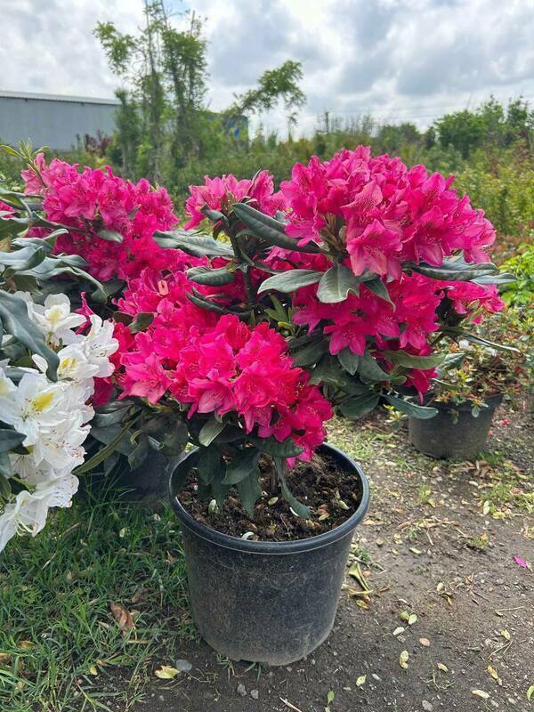 Рододендрон гибридный Лорд Робертс (Rhododendron 'Lord Roberts')