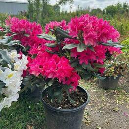 Рододендрон гибридный Лорд Робертс (Rhododendron 'Lord Roberts')