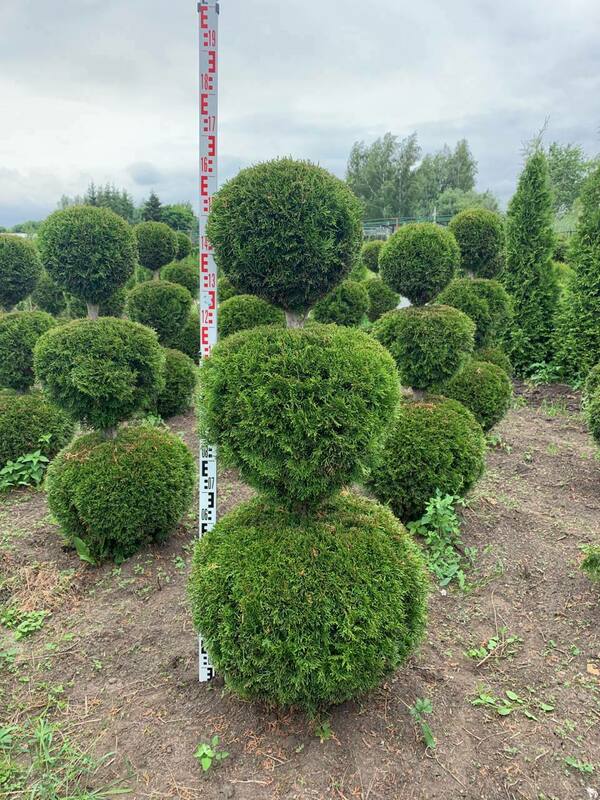 Туя западная Смарагд (Thuja occidentalis 'Smaragd') ф.Снеговик