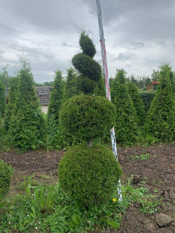 Туя западная Смарагд (Thuja occidentalis 'Smaragd') ф.Снеговик+Спираль