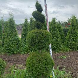 Туя западная Смарагд (Thuja occidentalis 'Smaragd') ф.Снеговик+Спираль
