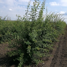 Боярышник однопестичный (Crataegus monogyna)