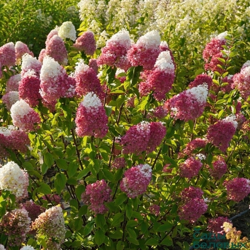 Гортензия метельчатая Строберри Блоссом (Hydrangea paniculata 'Strawberry Blossom')