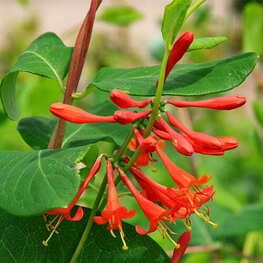 Жимолость Брауна Дропмор Скарлет (Lonicera x brownii 'Dropmore Scarlet')