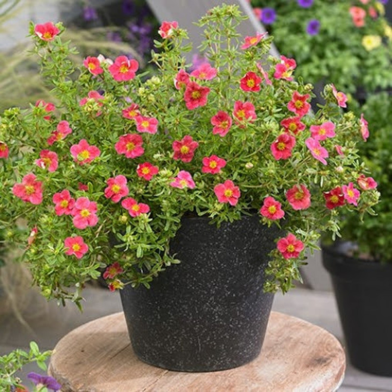 Лапчатка кустарниковая Дэнни Бой (Dasiphora fruticosa 'Danny Boy')