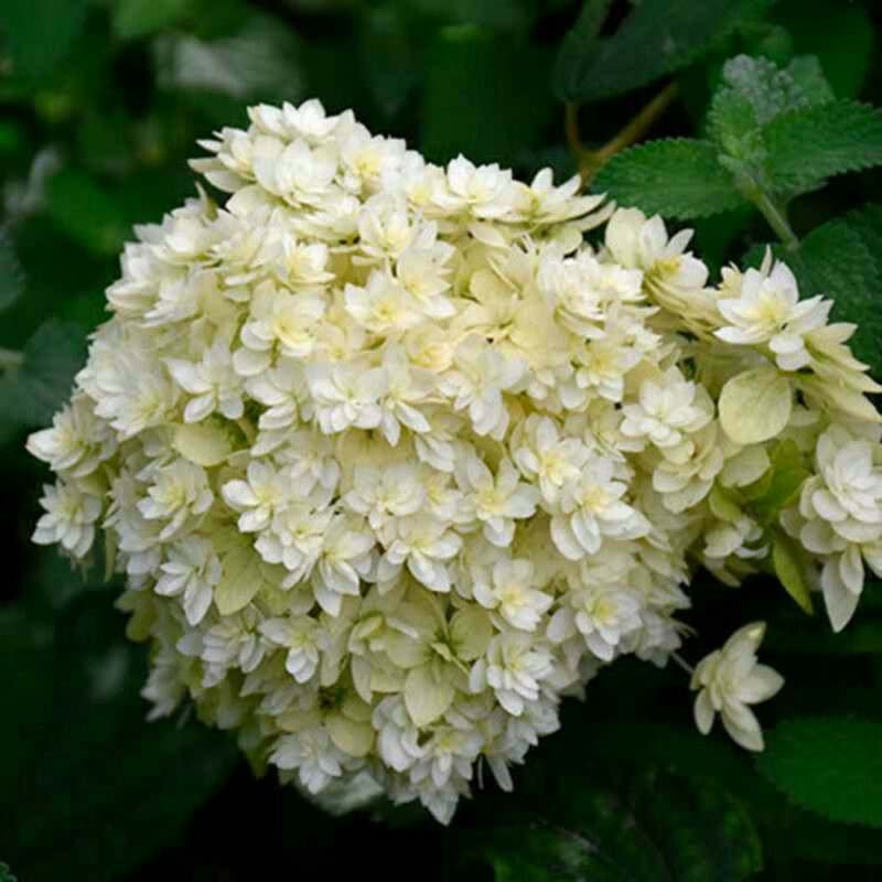 Гортензия древовидная Дабл Аннабель (Hydrangea arborescens 'Double Annabelle')