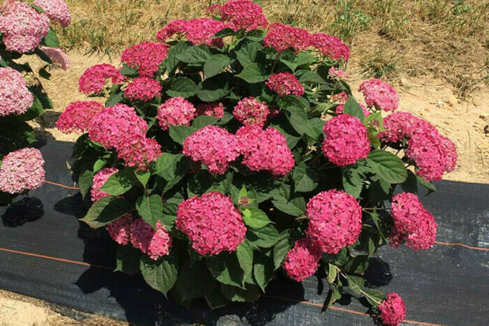 Гортензия древовидная Руби Аннабель (Hydrangea arborescens 'Ruby Annabelle')