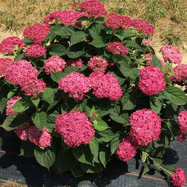 Гортензия древовидная Руби Аннабель (Hydrangea arborescens 'Ruby Annabelle')