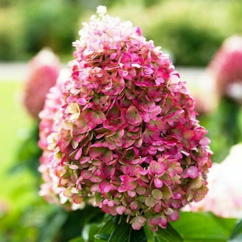 Гортензия метельчатая Пинки Промис (Hydrangea paniculata 'Pinky Promise')