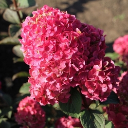 Гортензия метельчатая Самарская Лидия (Hydrangea paniculata 'Samarskya Lydia')