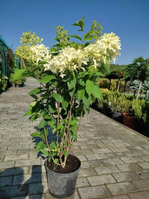 Гортензия метельчатая Скайфолл (Hydrangea paniculata 'Skyfall')