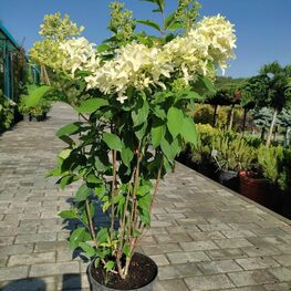 Гортензия метельчатая Скайфолл (Hydrangea paniculata 'Skyfall')