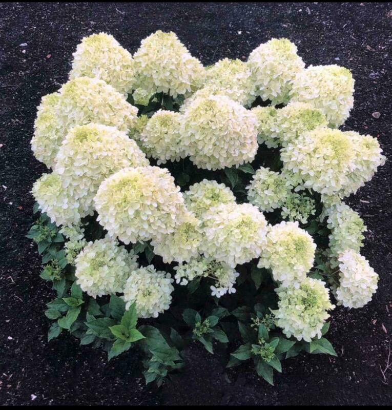 Гортензия метельчатая Саммер Бриз (Hydrangea paniculata 'Summer Breeze')
