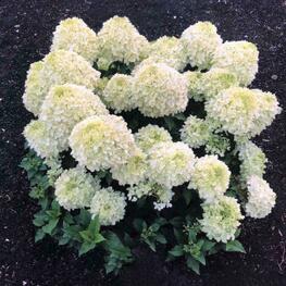 Гортензия метельчатая Саммер Бриз (Hydrangea paniculata 'Summer Breeze')