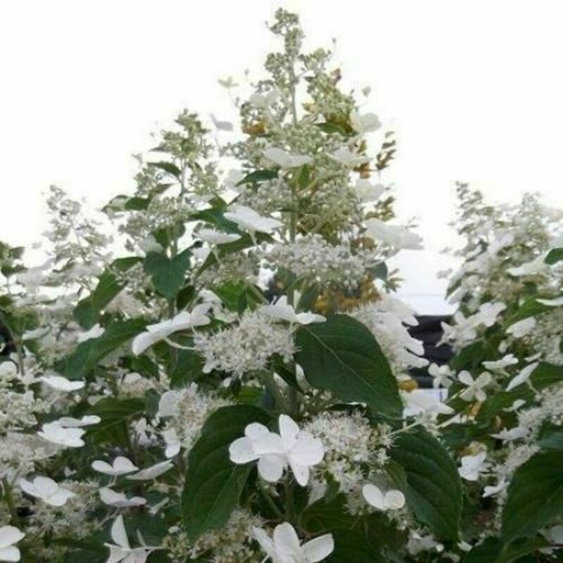 Гортензия метельчатая Уайт Голиаф (Hydrangea paniculata 'White Goliath')