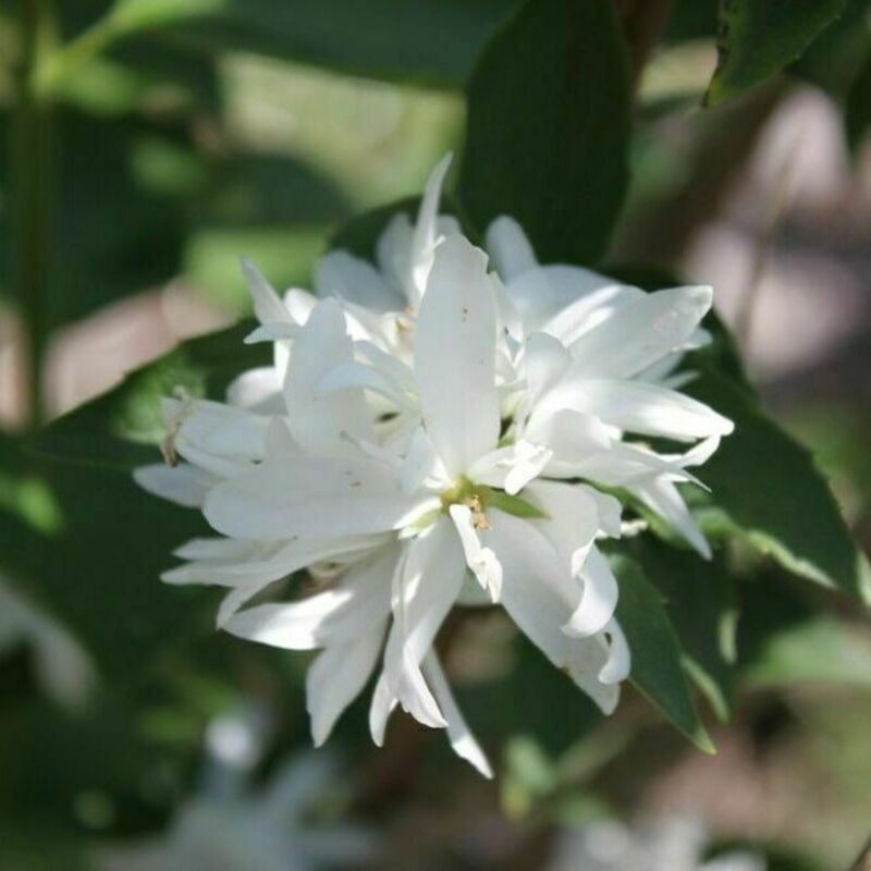 Чубушник венечный Казбек (Philadelphus coronarius 'Kazbek')