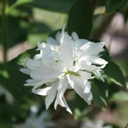 Чубушник венечный Казбек (Philadelphus coronarius 'Kazbek')