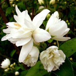 Чубушник венечный Память о Вехове (Philadelphus coronarius 'Pamyat o Vekhove')