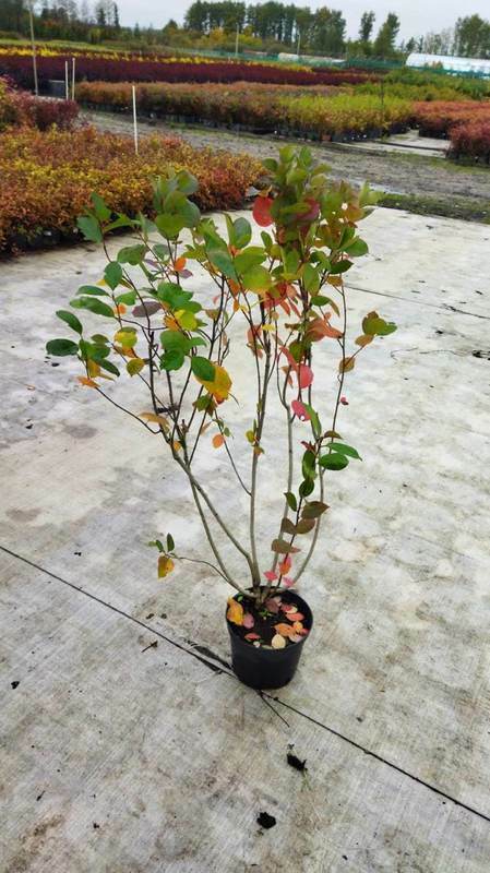 Арония черноплодная (Aronia melanocarpa)