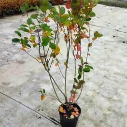 Арония черноплодная (Aronia melanocarpa)