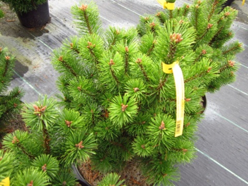 Сосна горная Мумпиц (Pinus mugo 'Mumpitz')