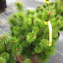 Сосна горная Мумпиц (Pinus mugo 'Mumpitz')