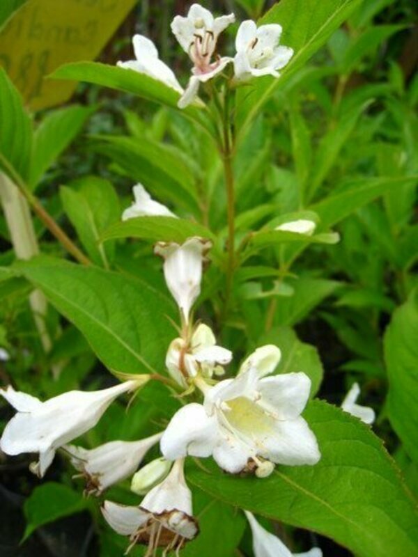 Вейгела цветущая Альба (Weigela florida 'Alba')
