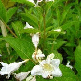 Вейгела цветущая Альба (Weigela florida 'Alba')