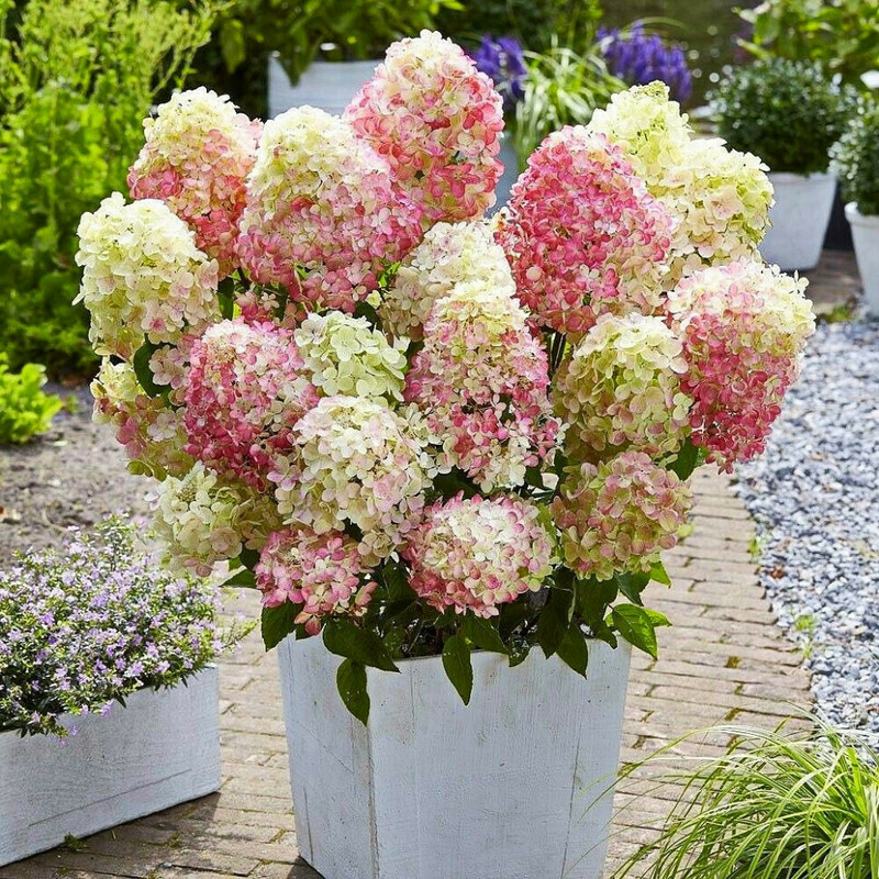 Гортензия метельчатая Литтл Блоссом (Hydrangea paniculata 'Little Blossom')