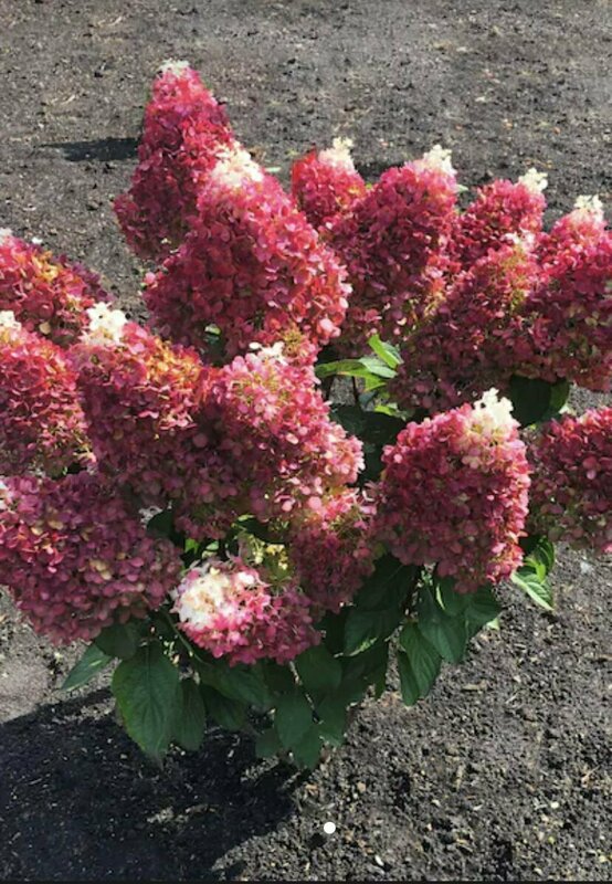 Гортензия метельчатая Прим Ред (Hydrangea paniculata 'Prim Red')