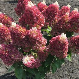 Гортензия метельчатая Прим Ред (Hydrangea paniculata 'Prim Red')
