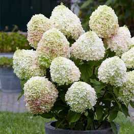 Гортензия метельчатая Саммер Лав (Hydrangea paniculata 'Summer Love')