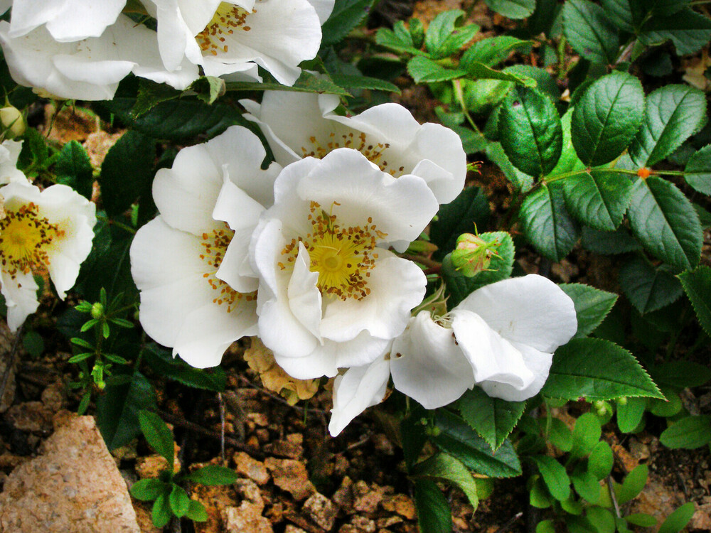 Роза Максимовича (Rosa maximowicziana)